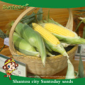Suntoday international vegetables nombra vegetal F1 sweet mazie seed plantter sembradora de maíz planting for sale (61001)